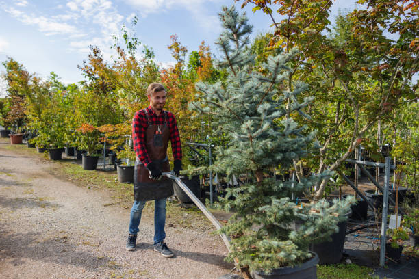 How Our Tree Care Process Works  in Gurdon, AR